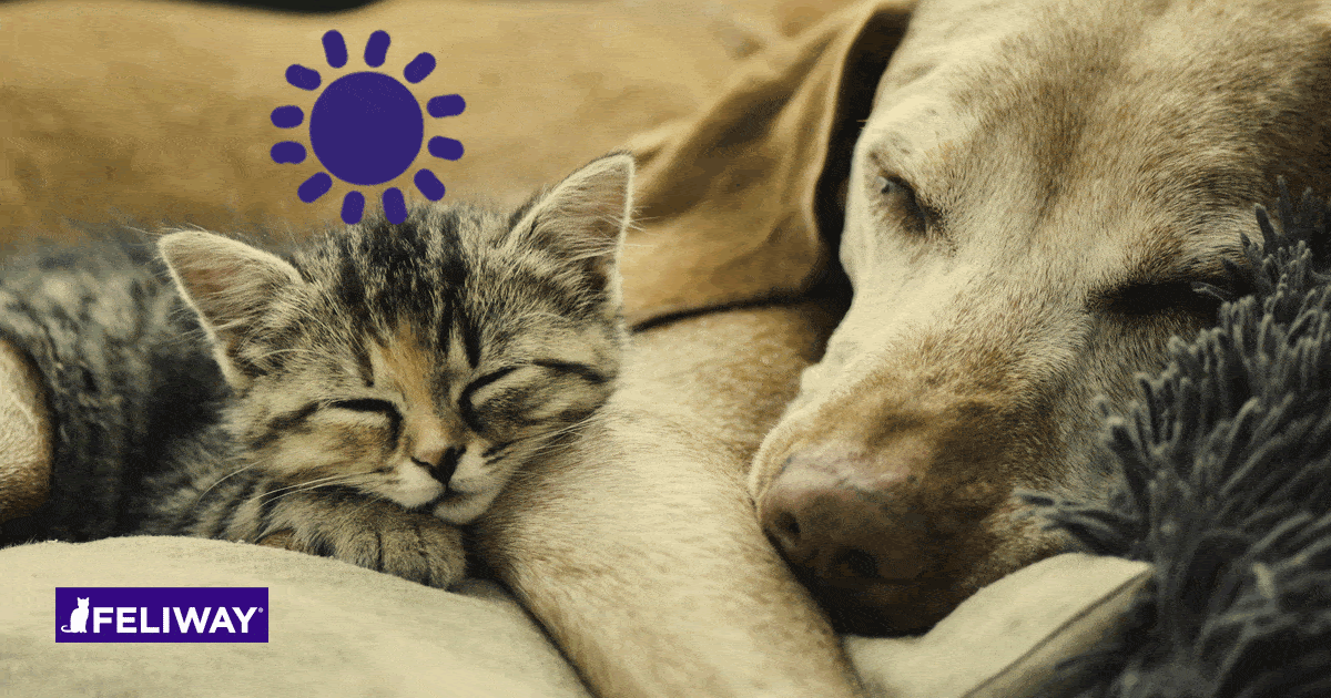 Katze und Hund funktioniert FELIWAY bei beiden Tierarten?